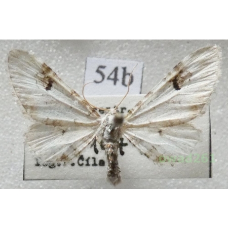 Eupithecia centaureata (Denis & Schiffermüller, 1775) Czech54b